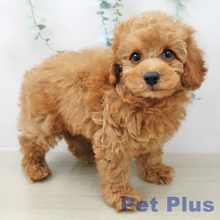 トイ・プードルの写真2