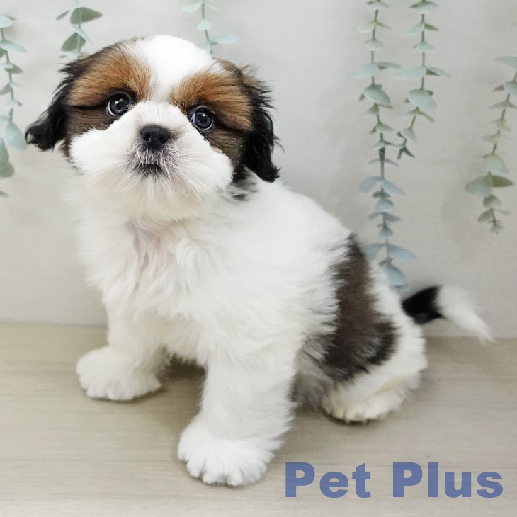 シー・ズーの写真2