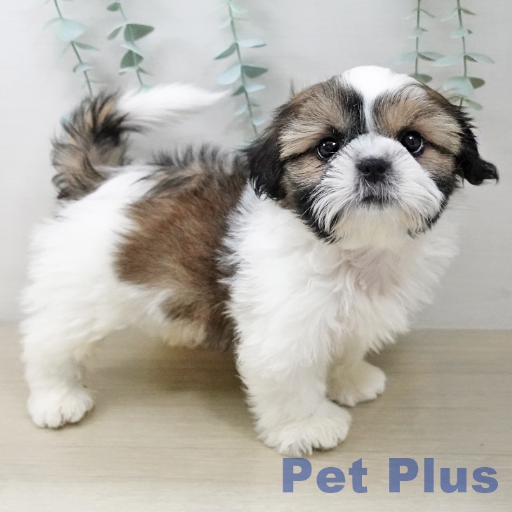 シー・ズーの写真2