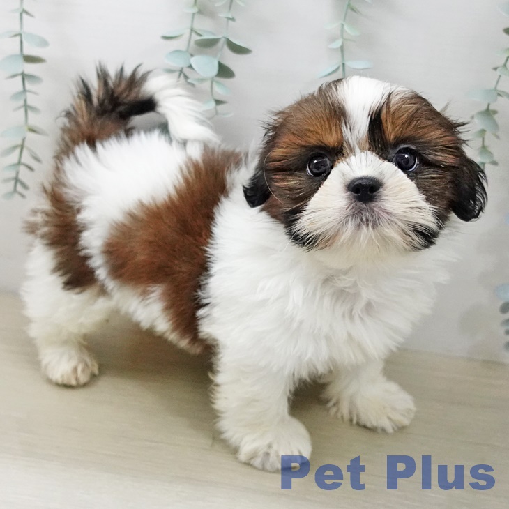 シー・ズーの写真2