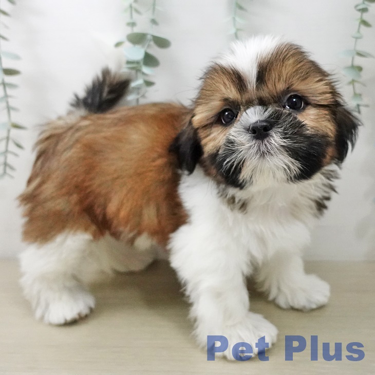 シー・ズーの写真2