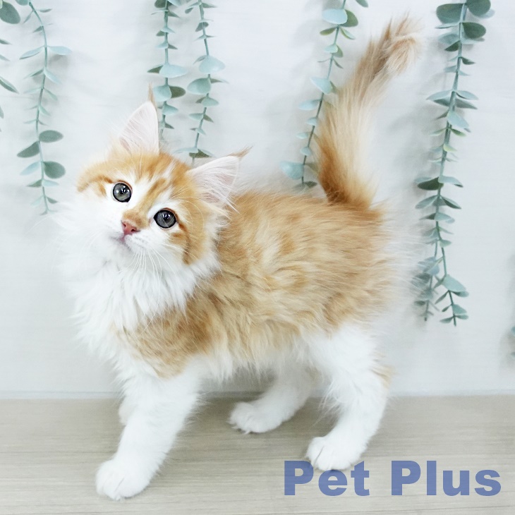 ノルウェージャンフォレストキャットの写真2