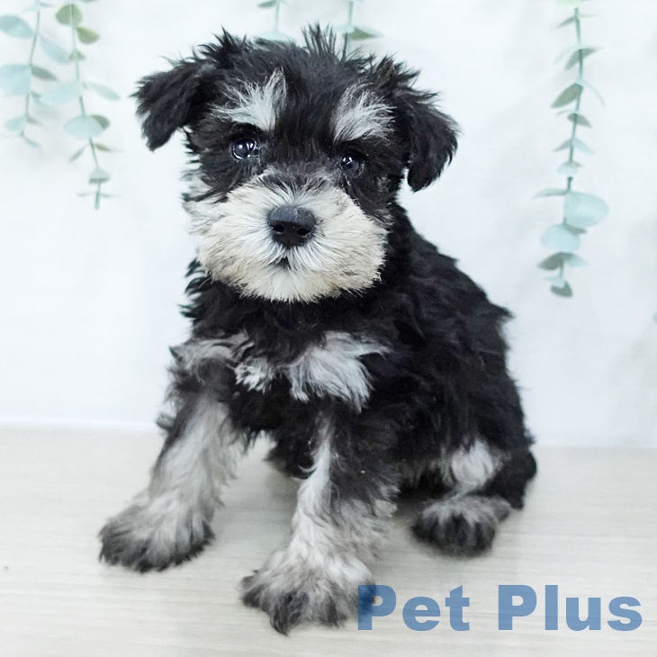 ミニチュア・シュナウザー