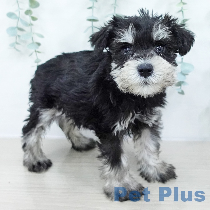 ミニチュア・シュナウザーの写真2