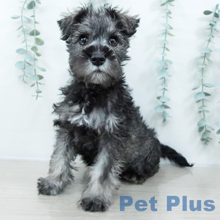 ミニチュア・シュナウザー