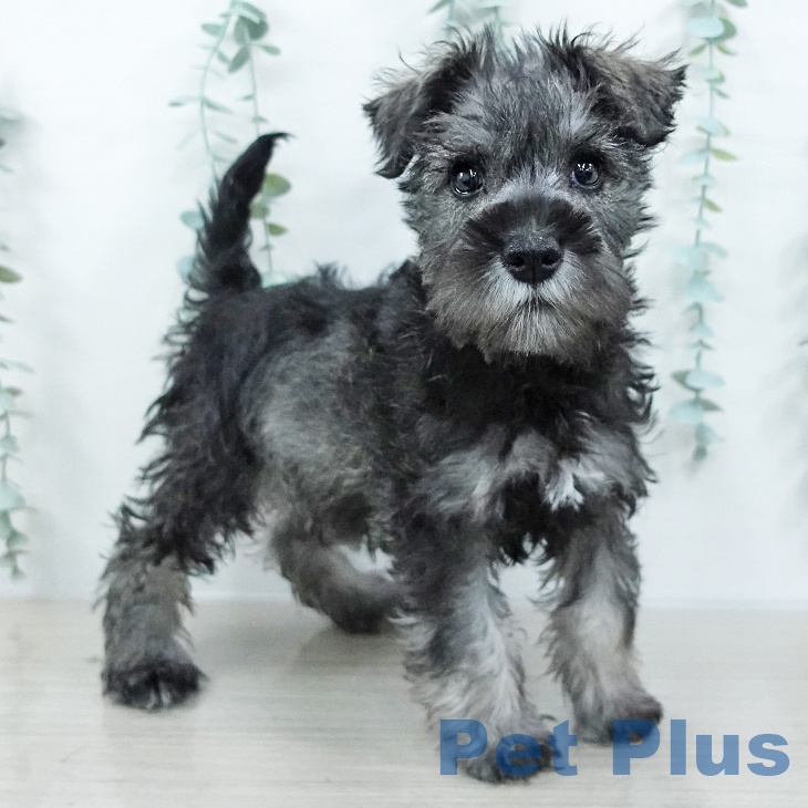 ミニチュア・シュナウザーの写真2