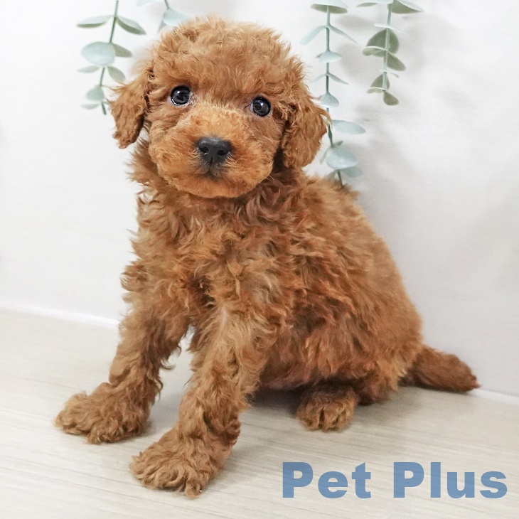 トイ・プードル