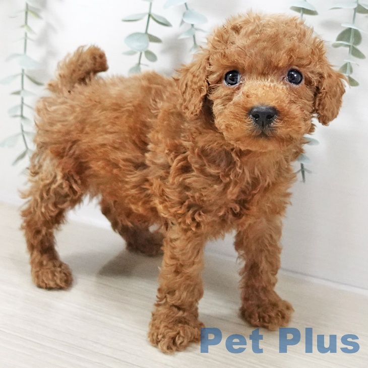 トイ・プードルの写真2