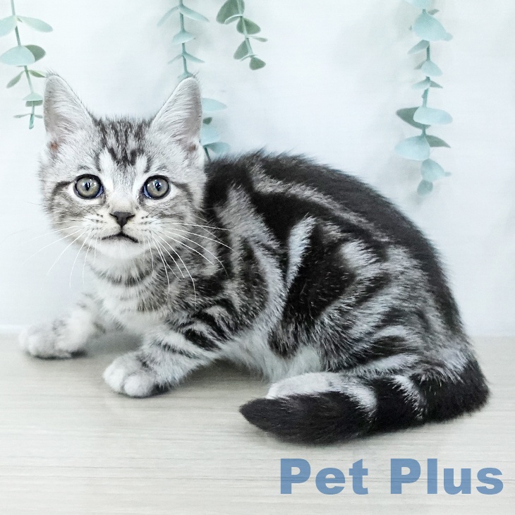 アメリカンショートヘア