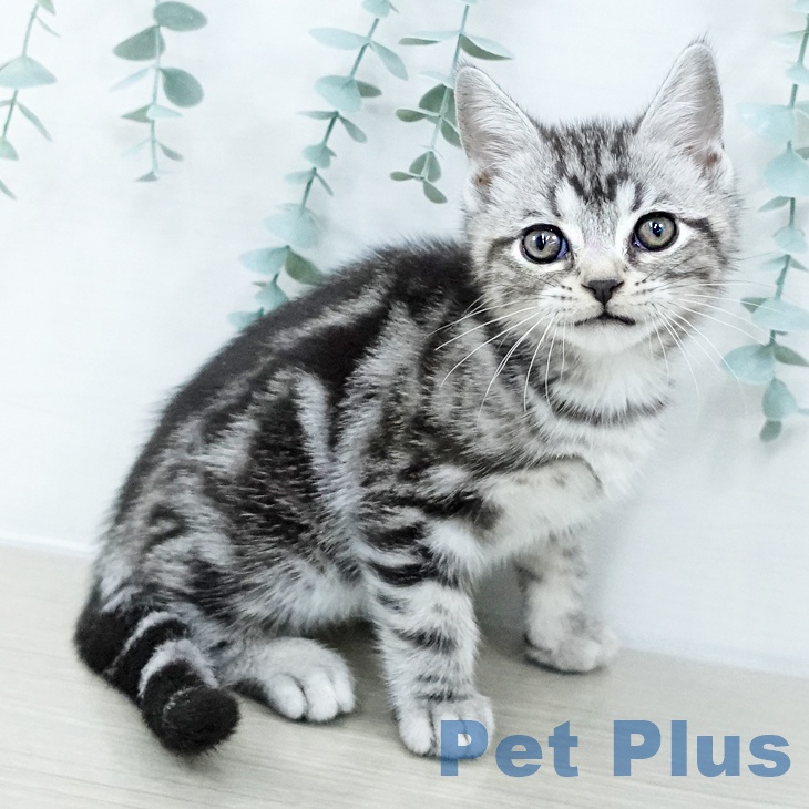 アメリカンショートヘアの写真2