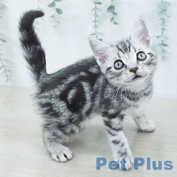 アメリカンショートヘア