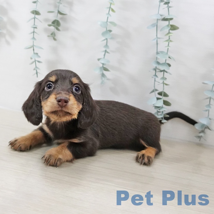 カニーンヘン・ダックスフンドの写真2