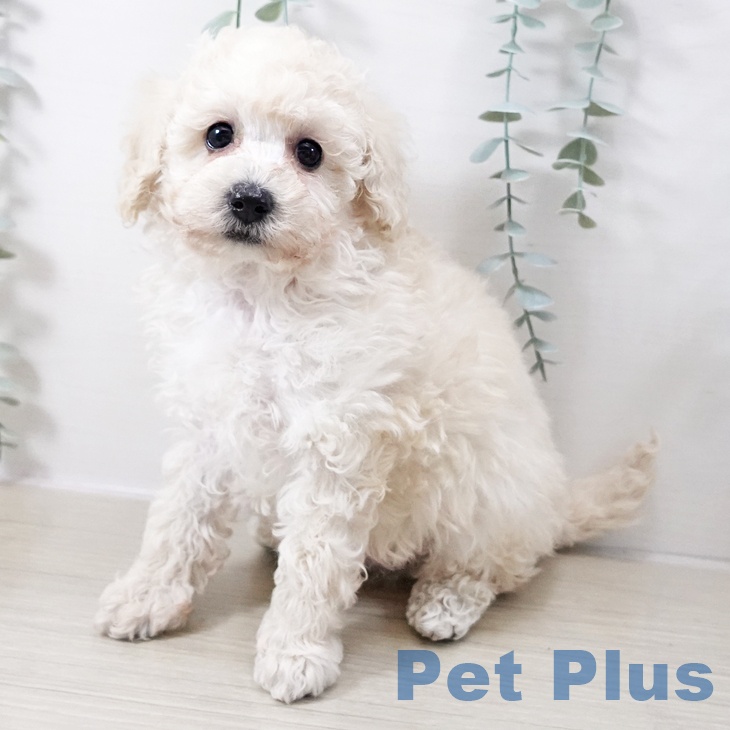 トイ・プードル