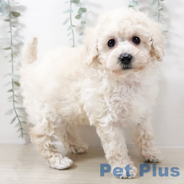 トイ・プードルの写真2