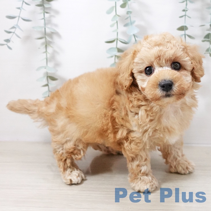 トイ・プードルの写真2