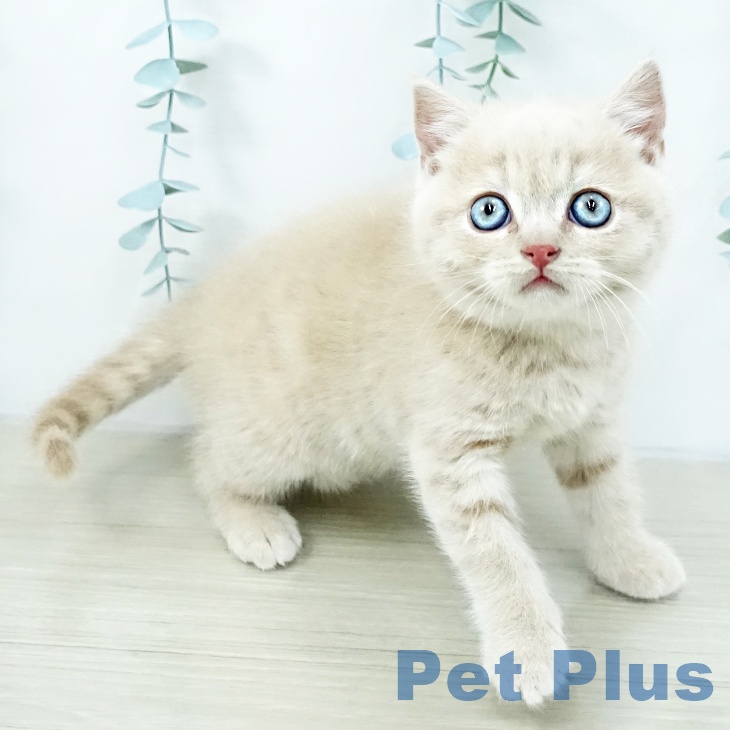 ブリティッシュショートヘア