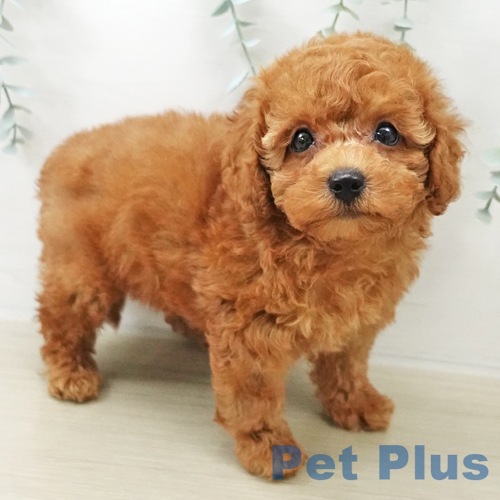 トイ・プードル