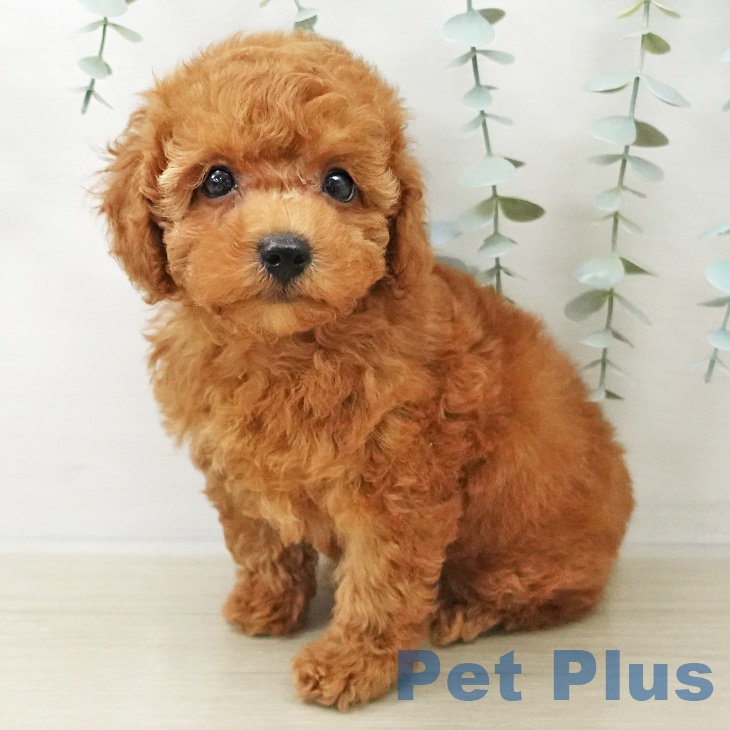 トイ・プードルの写真2