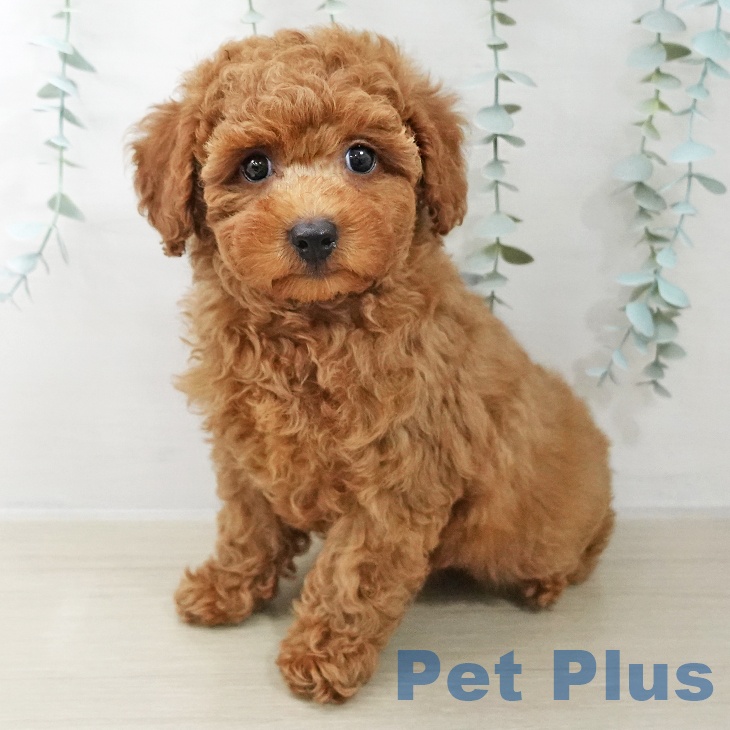 トイ・プードル