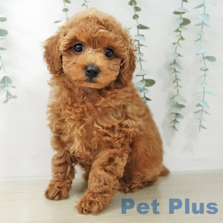 トイ・プードル