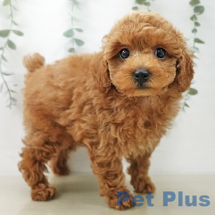 トイ・プードルの写真2