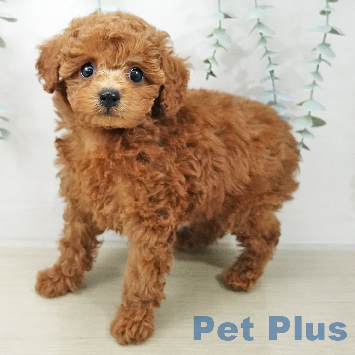 トイ・プードル