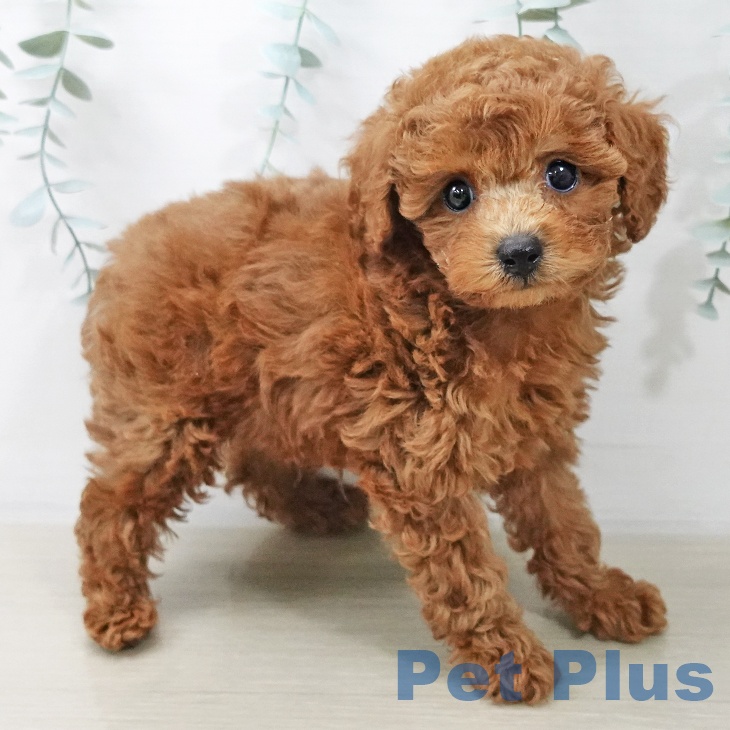 トイ・プードルの写真2