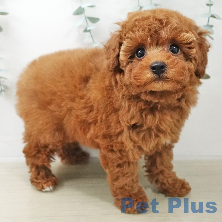 トイ・プードルの写真2