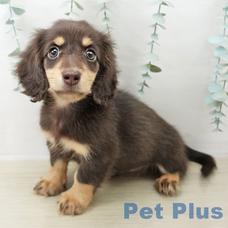 ミニチュア・ダックスフンド