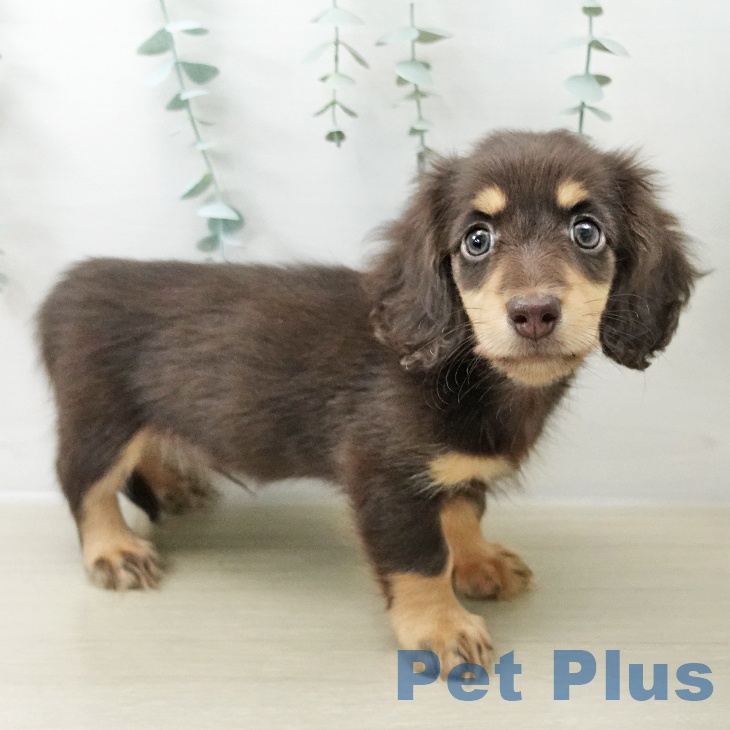 ミニチュア・ダックスフンドの写真2