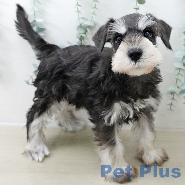 ミニチュア・シュナウザー