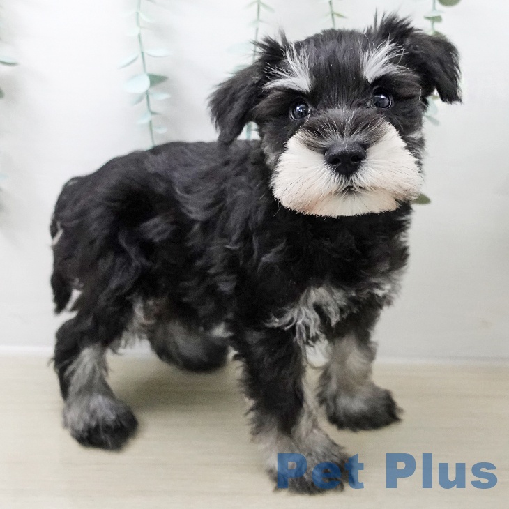 ミニチュア・シュナウザー