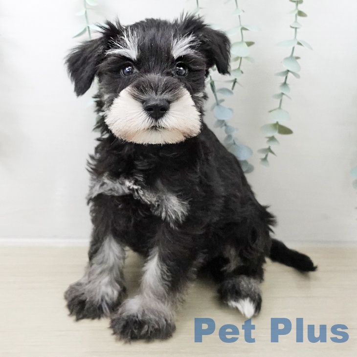 ミニチュア・シュナウザーの写真2