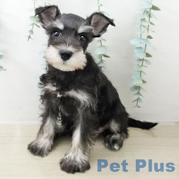 ミニチュア・シュナウザー