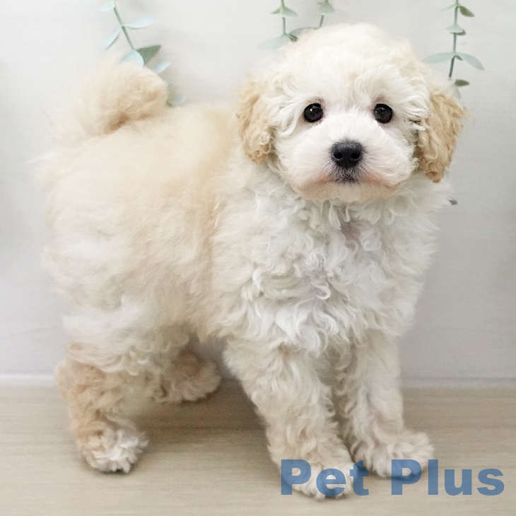 トイ・プードル