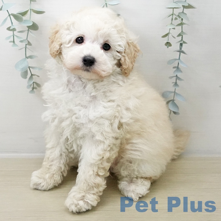 トイ・プードルの写真2