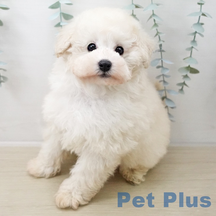 トイ・プードル