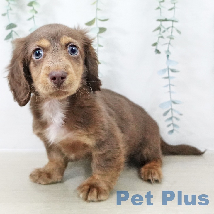 ミニチュア・ダックスフンド