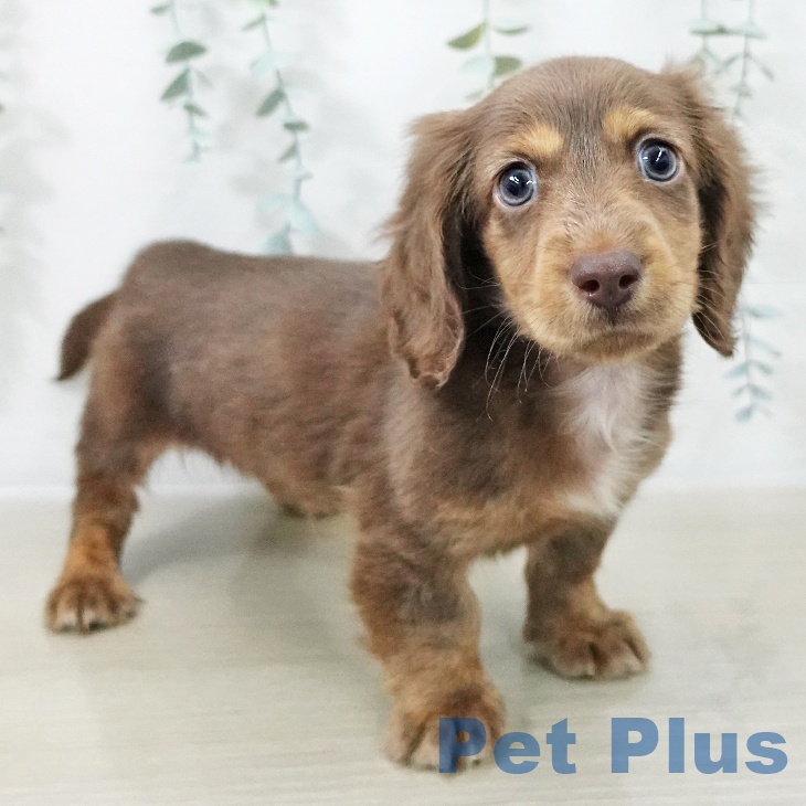 ミニチュア・ダックスフンドの写真2