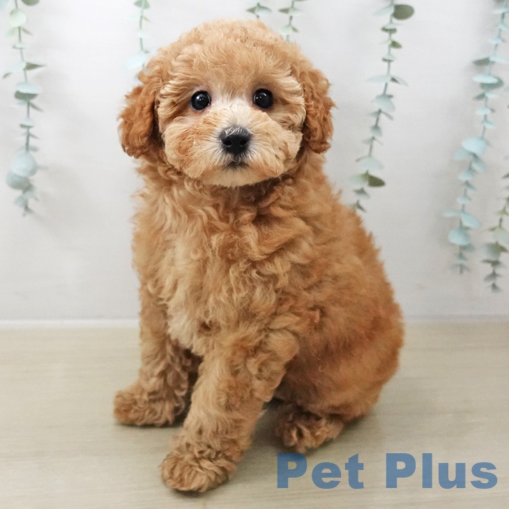 トイ・プードル