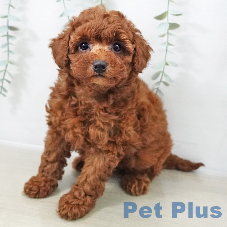 トイ・プードル