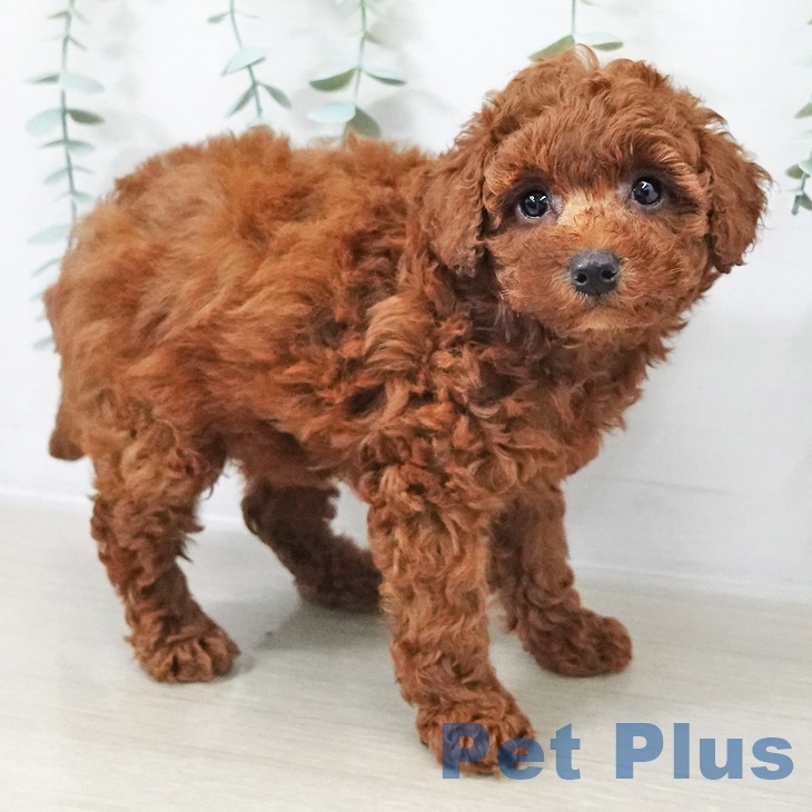 トイ・プードルの写真2