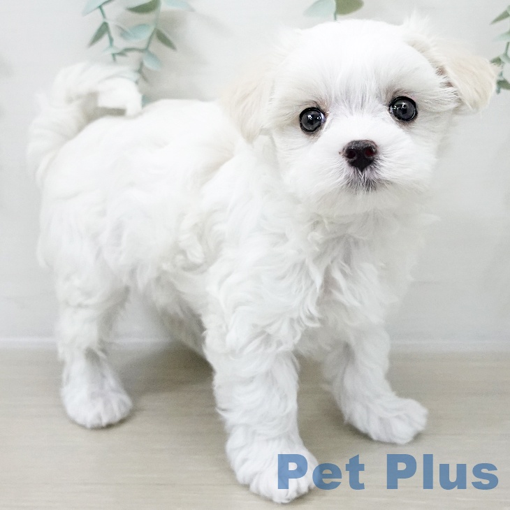 マルチーズの写真2