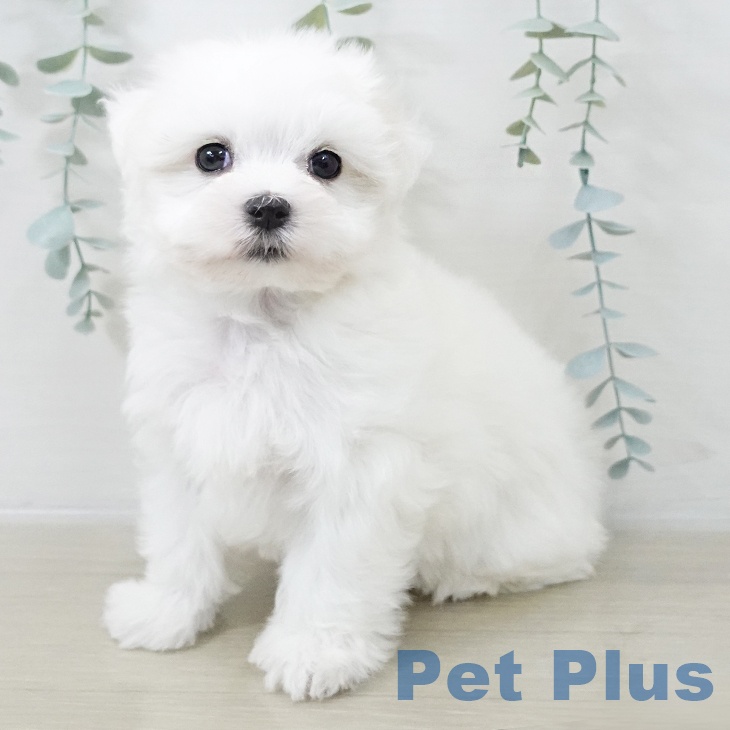 マルチーズの写真2