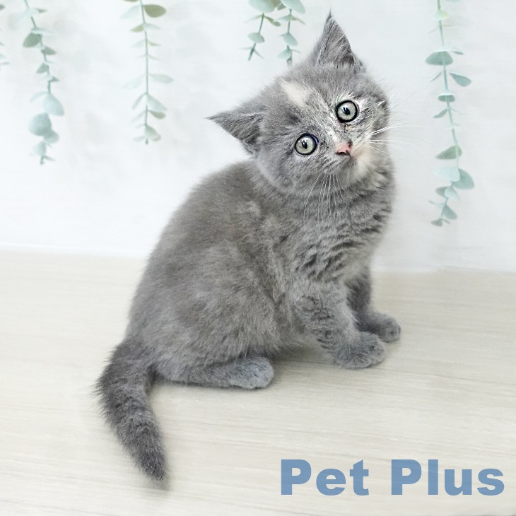 スコティッシュフォールド