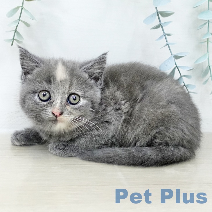 スコティッシュフォールド