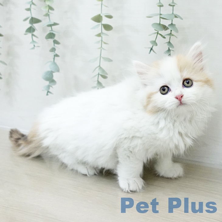 スコティッシュフォールド