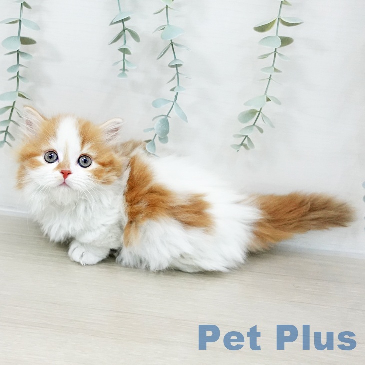 マンチカンの写真2