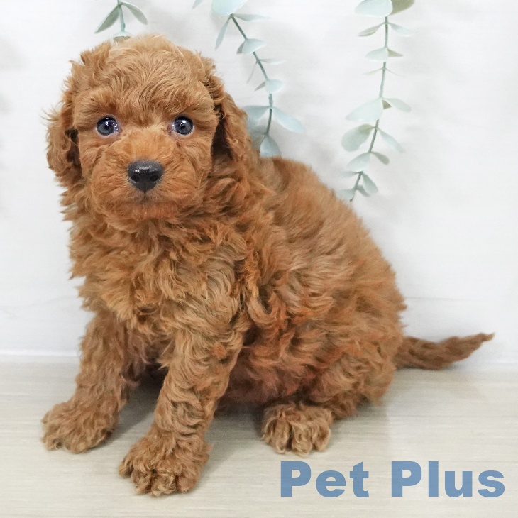 トイ・プードル