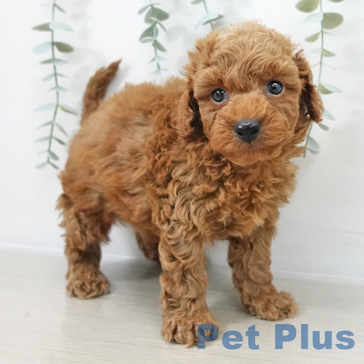 トイ・プードルの写真2